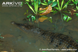 Illustration for article titled Sunday Crocodilian - Crocodylus mindorensis Edition